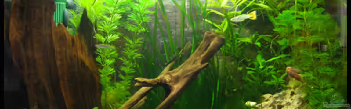 Gesellschaft auf 84l von schlagsahne