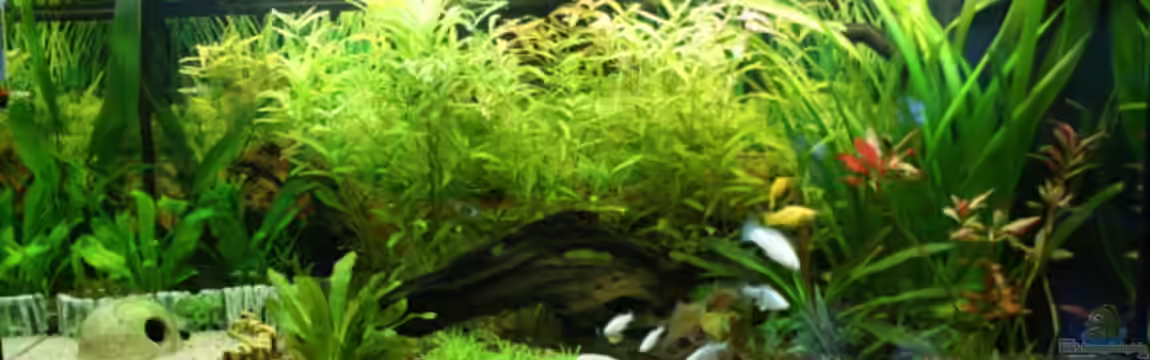 Gesellschaft in 180 Liter von MelliNelli