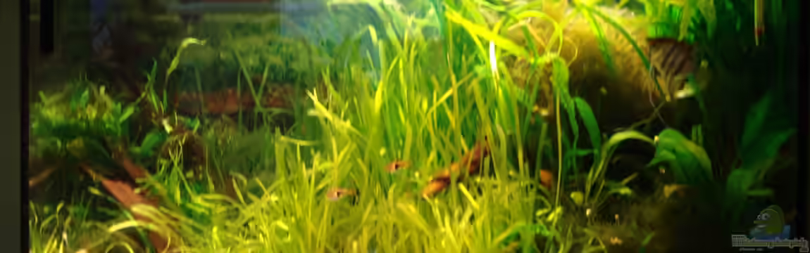 Gesellschaftsaquarium 240 Liter von Tine123