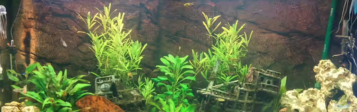 Gesellschaftsaquarium Juwel Vision 260 von Johannes Lemke