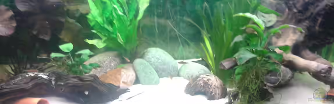 Gesellschaftsaquarium von Snow-white89