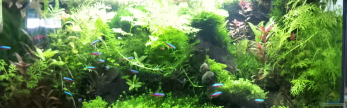 Gesellschaftsaquarium von Todi123