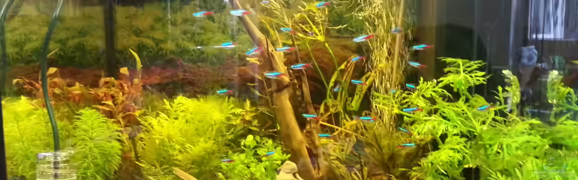 Gesellschaftsbecken 1 von Nicolas Wahl