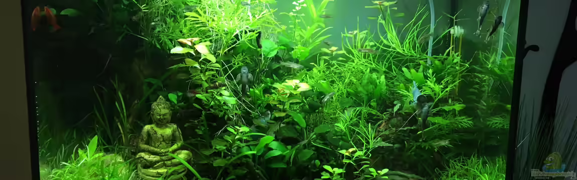 Gesellschaftsbecken Asia Style von Christian Bernreiter