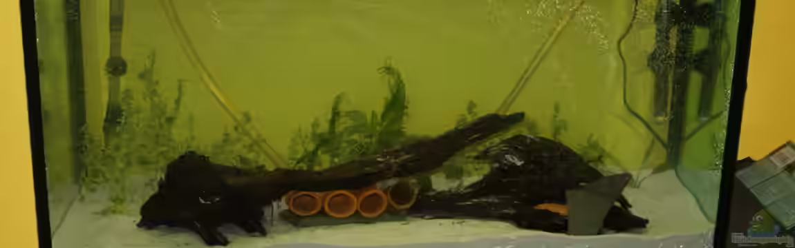 Gesellschaftsbecken by Lennart von Lennart Huebner