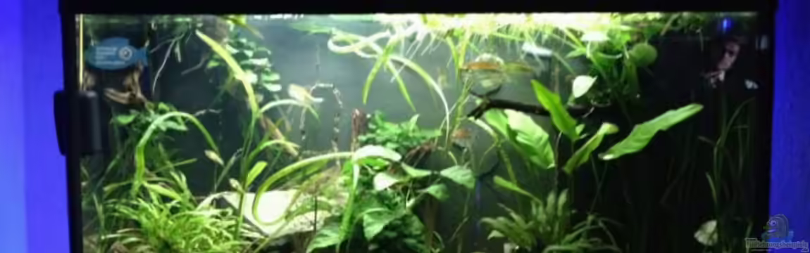 Gesellschaftsbecken mit Hang zum Westafrikaflair von Pflanzennarr