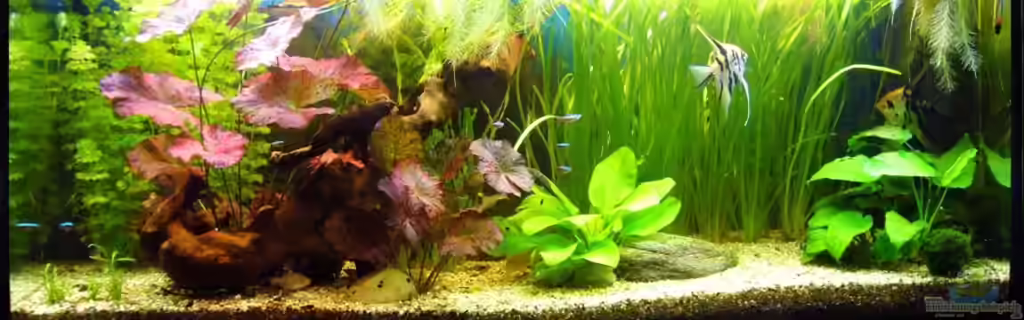 Gesellschaftsbecken mit Skalare von Kim