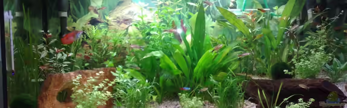 Gesellschaftsbecken mit Terasse von Rammsteinfan86