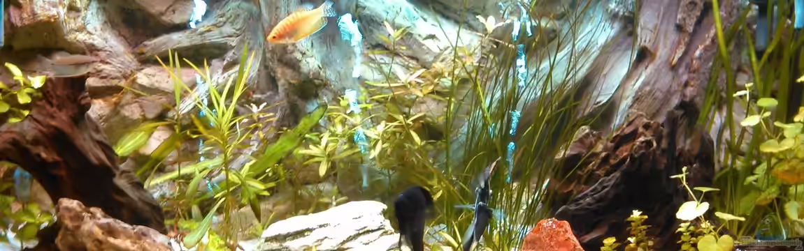 Gesellschaftsbecken von -Matze-