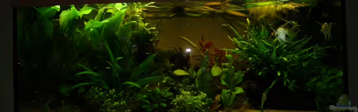 Gesellschaftsbecken von Adrien Rusti