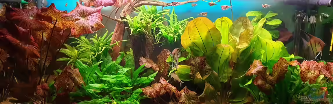 Gesellschaftsbecken von André 799215