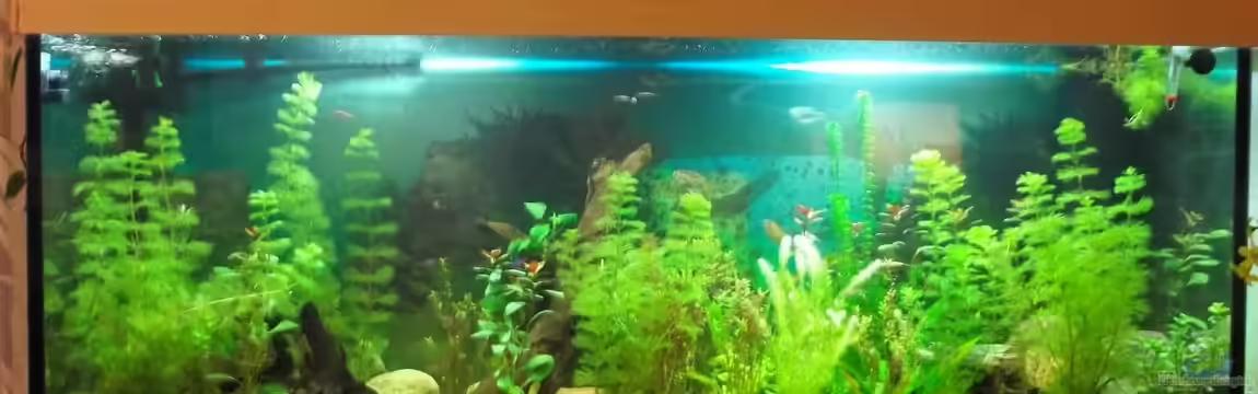 Gesellschaftsbecken von Benjamin23