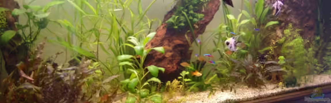 Gesellschaftsbecken von Casual