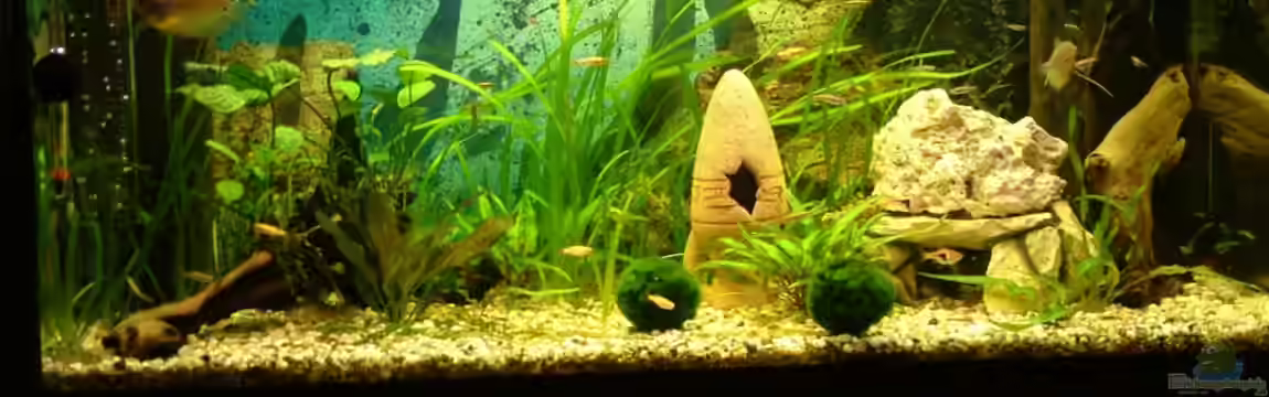 Gesellschaftsbecken von Dead