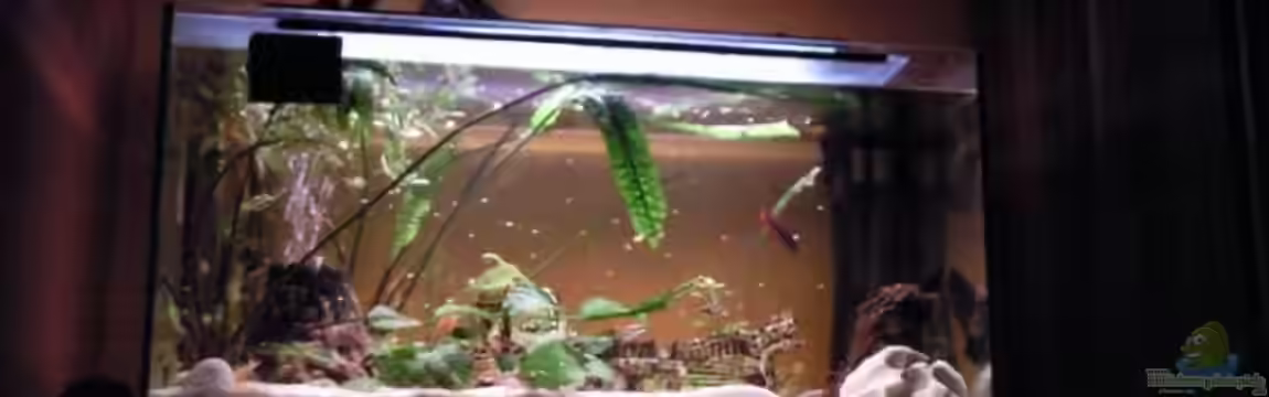 Gesellschaftsbecken von Dt-Floppy