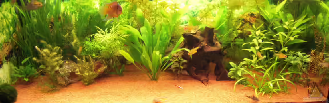 Gesellschaftsbecken von Garneli