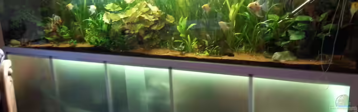 Gesellschaftsbecken von Hollyday