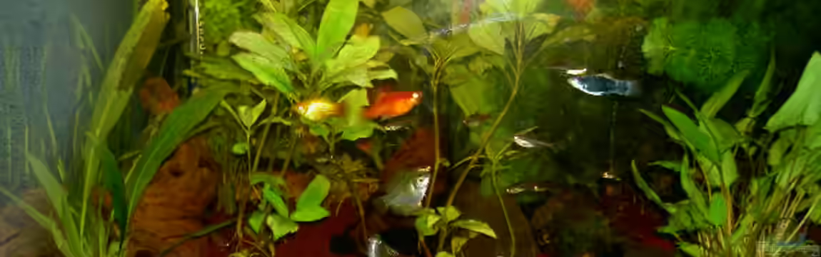 Gesellschaftsbecken von Jan Allemann