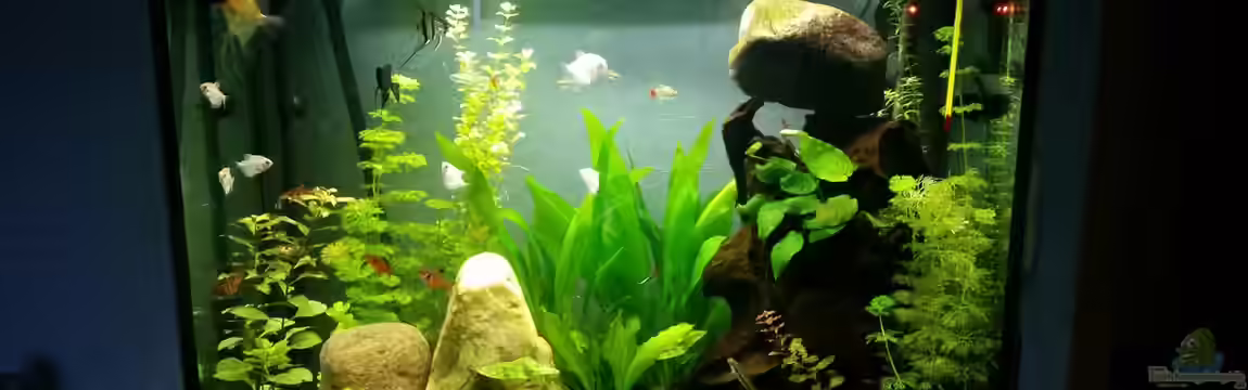 Gesellschaftsbecken von Julian Stoll