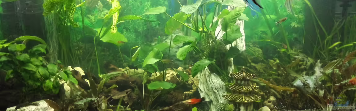 Gesellschaftsbecken von mamo2000