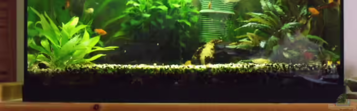 Gesellschaftsbecken von MasterOfDesaster