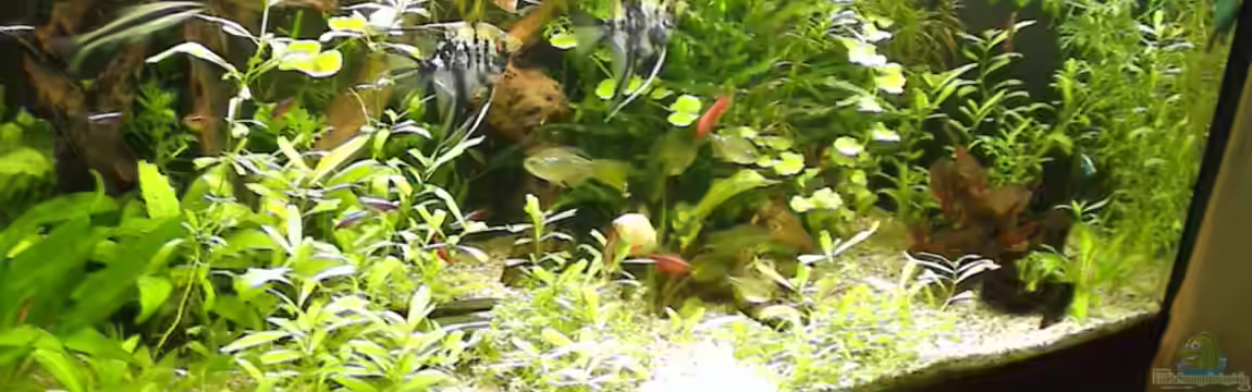 Gesellschaftsbecken von mathes