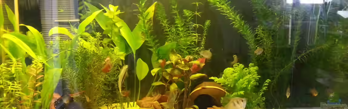 Gesellschaftsbecken von Matze0606