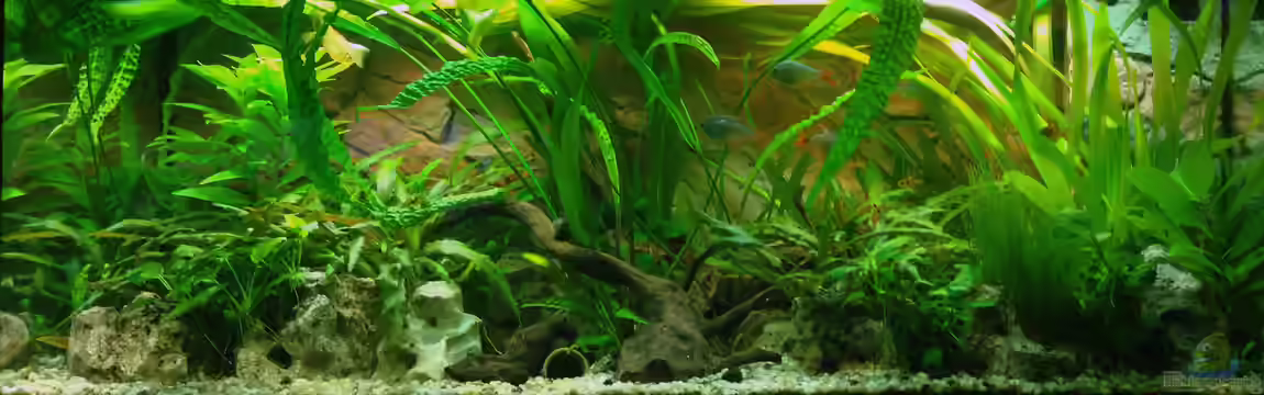 Gesellschaftsbecken von MAZ7936