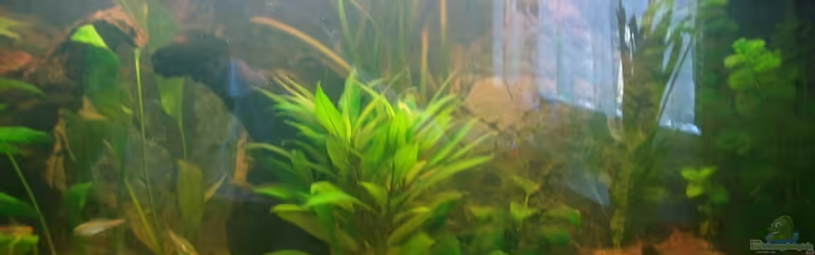 Gesellschaftsbecken von mutzel