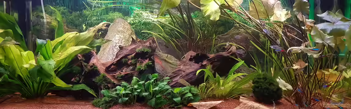 Gesellschaftsbecken von Olli´s