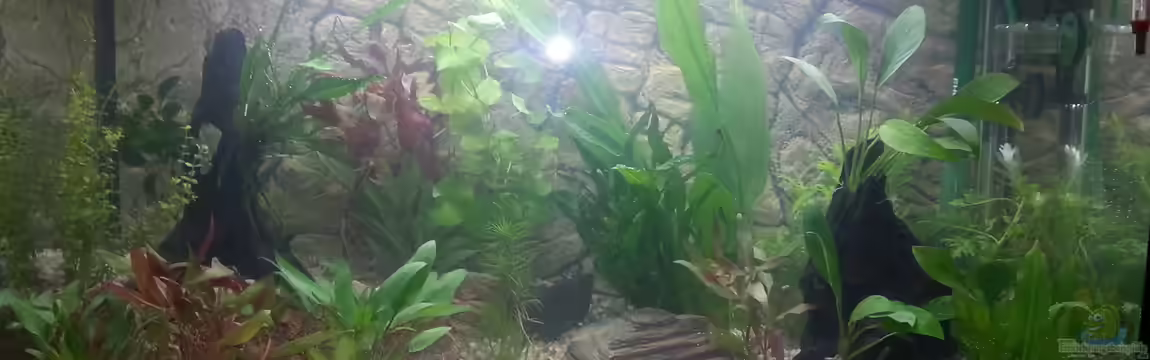 Gesellschaftsbecken von Omega