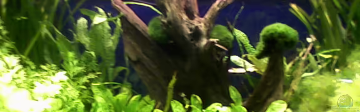 Gesellschaftsbecken von Path