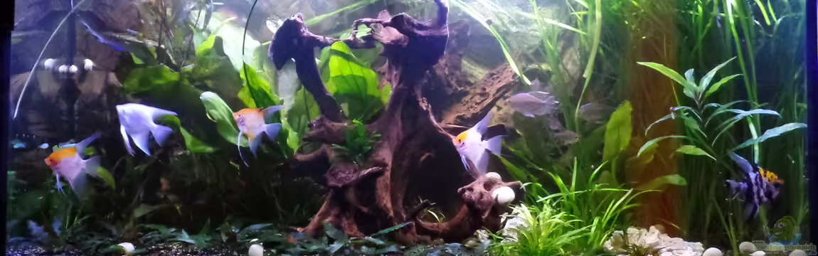 Gesellschaftsbecken von raubsau