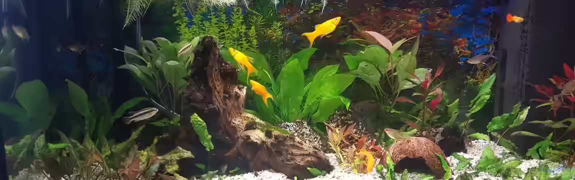 Gesellschaftsbecken von scopas2000