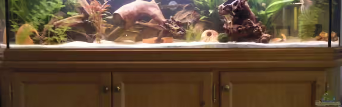 Gesellschaftsbecken von Tommy&Hanny