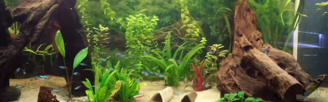 Gesellschaftsbecken Wohnzimmer von Moe