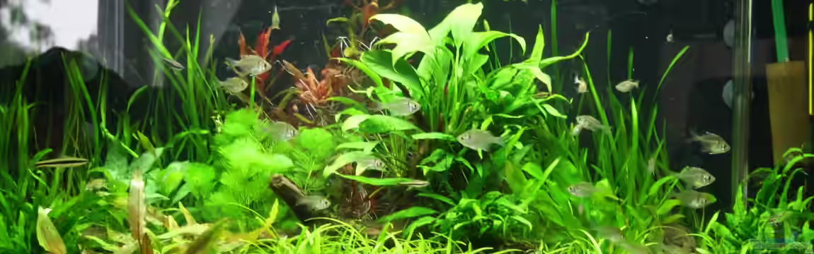 Gesellschaftsbeckern von Marcel Becker