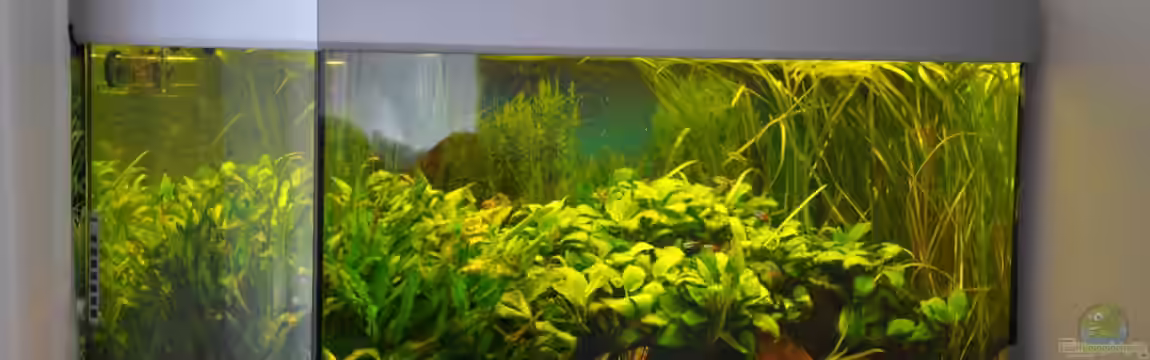 Geselschaftsbecken von Seelaender