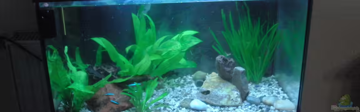 Geseltschaftsbecken von aquila