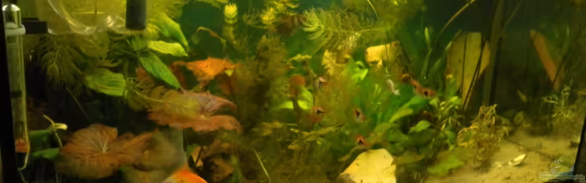 Gesselschaftsaquarium von Fisch Zimmer