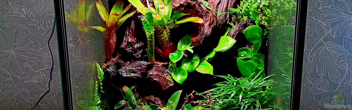 Green Cube von Junglist