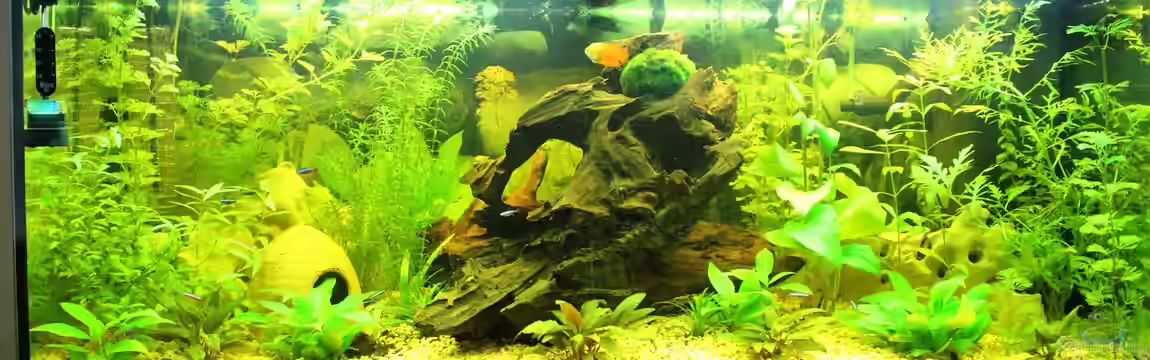 Green Life von Ralf Kl