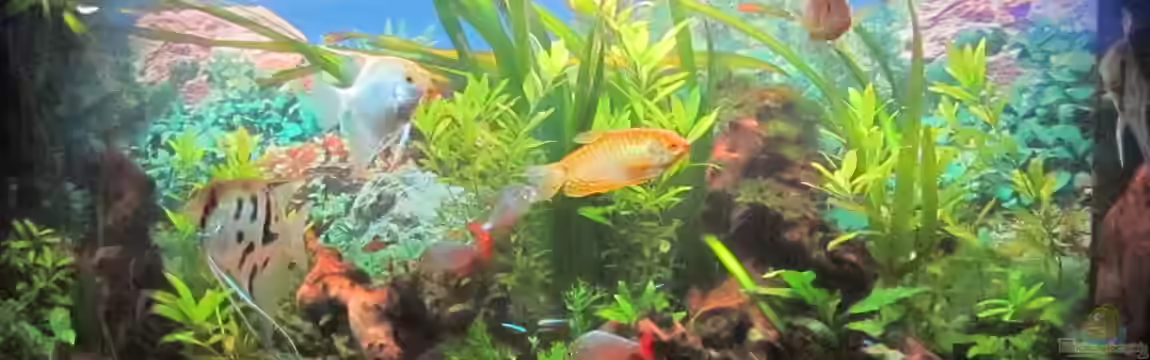 green Lounge (aufgelöst, nur noch als Beispiel) von Malawi-Dude