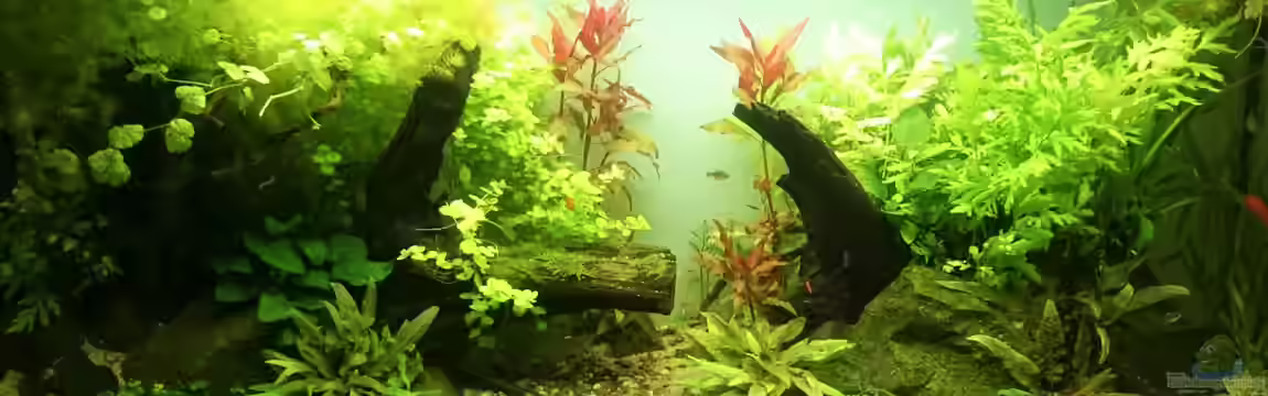 green quarry von Aquaristik-Padawan