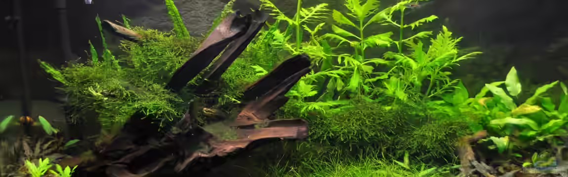 green revolution von RodSnase