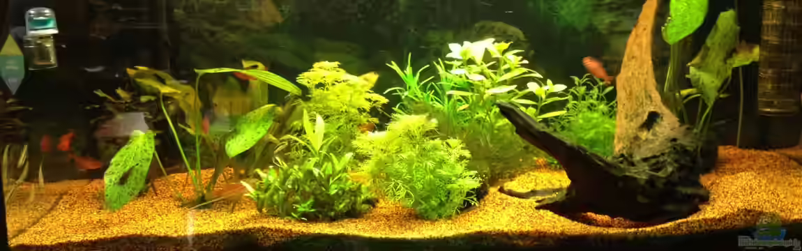 GreenParadise=) von CaptainThilo