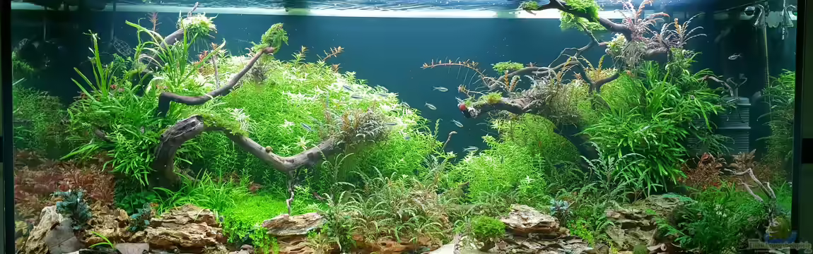 Grüne Bucht (Aquarium aufgelöst) von Köllebärbling