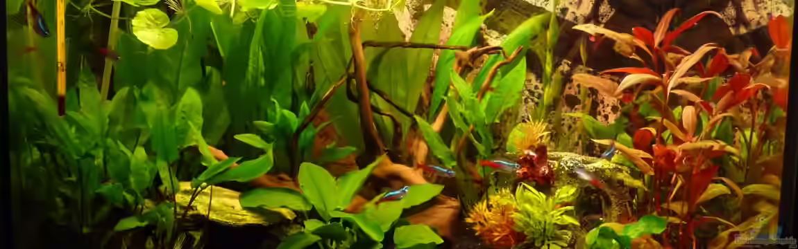 Grüne Oase - unser 1. Aquarium von Noreia