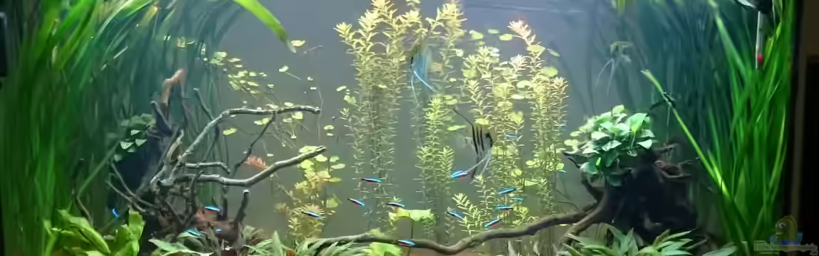 Grüne Oase von Alexander Ammann