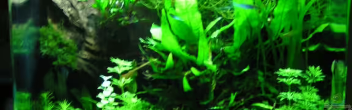 Grüne Oase von Bojo